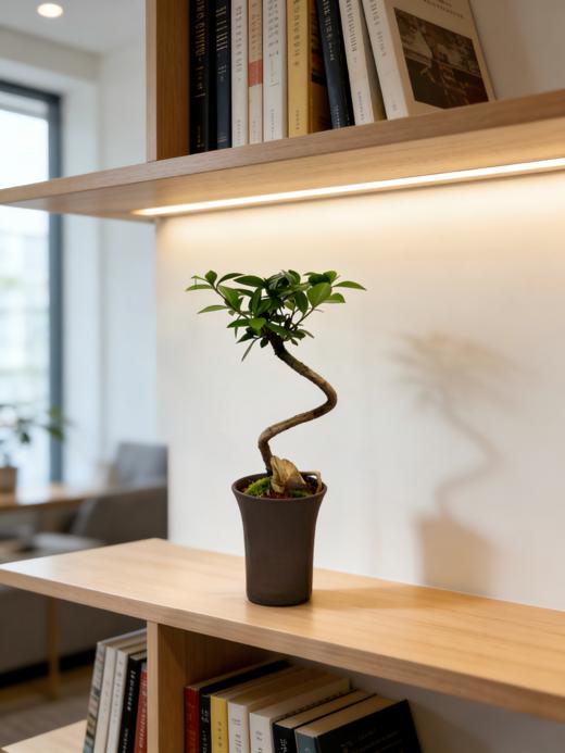 造型春花 商品图1