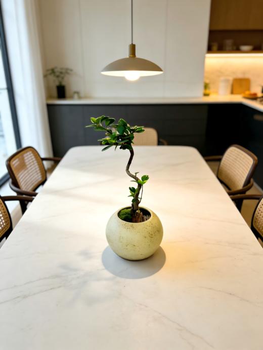 造型春花 商品图2