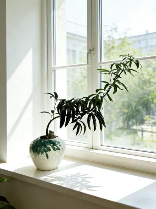 夏威夷细叶伞 商品图1