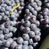 建水「蓝莓葡萄」1kg 商品缩略图6