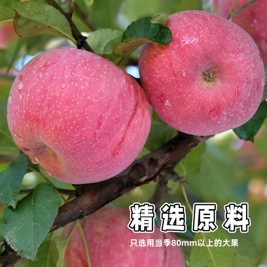 【妙耕】厚切苹果干 三蒸三烘  无添加 高膳食纤维 休闲零食 商品图4