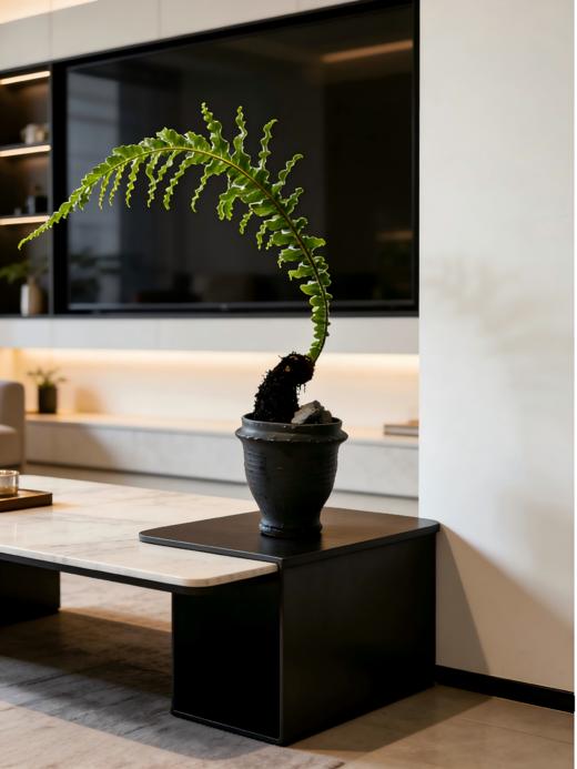 老桩王冠蕨 商品图1