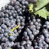 建水「蓝莓葡萄」1kg 商品缩略图7