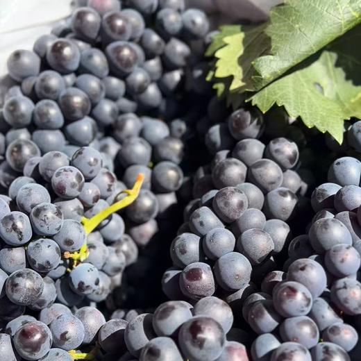 建水「蓝莓葡萄」1kg 商品图7