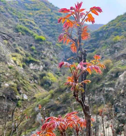 香椿芽 商品图2