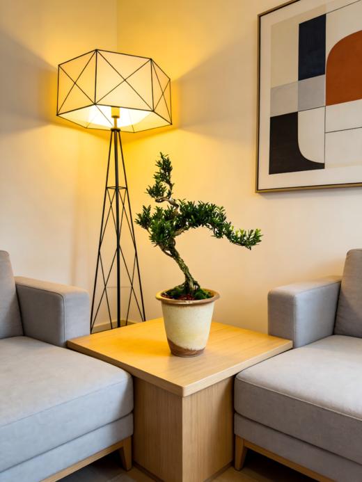 造型黄杨 商品图1