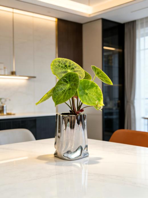 福寿秋海棠 商品图1