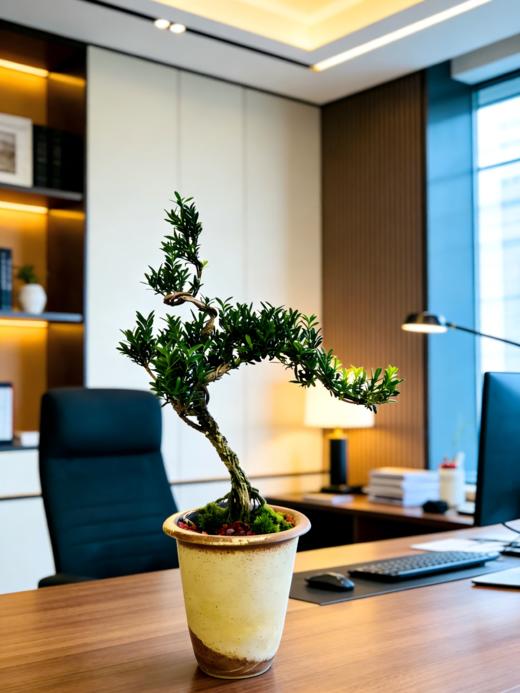 造型黄杨 商品图2