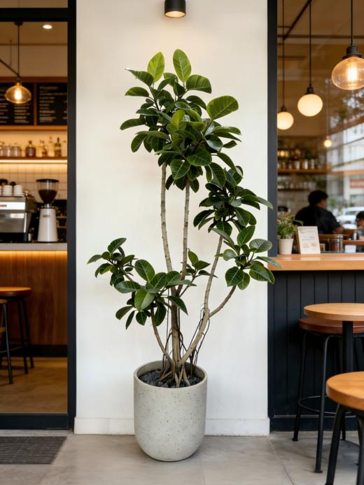 造型黄金榕 商品图1