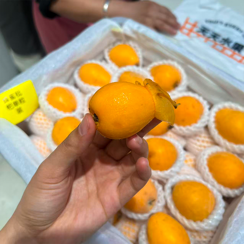 长虹枇杷  口感润田 这个季节枇杷界甜度高的