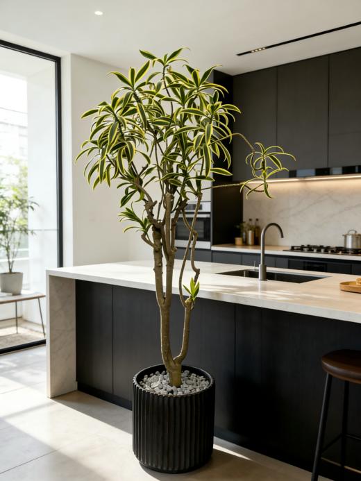 造型金边百合竹 商品图2