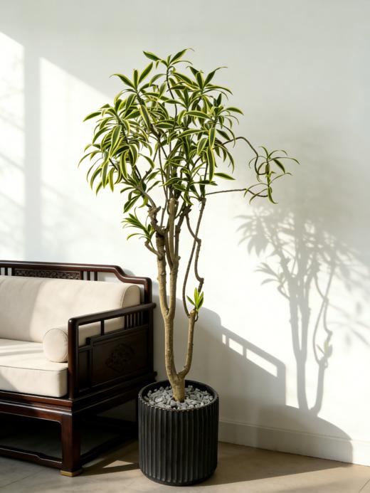 造型金边百合竹 商品图0