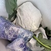 生态西蓝花（山东） | 合作生产 * Ecological Broccoli |  Partner Production 商品缩略图4