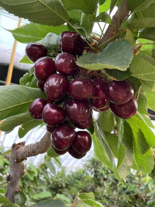 大连大樱桃 商品图8