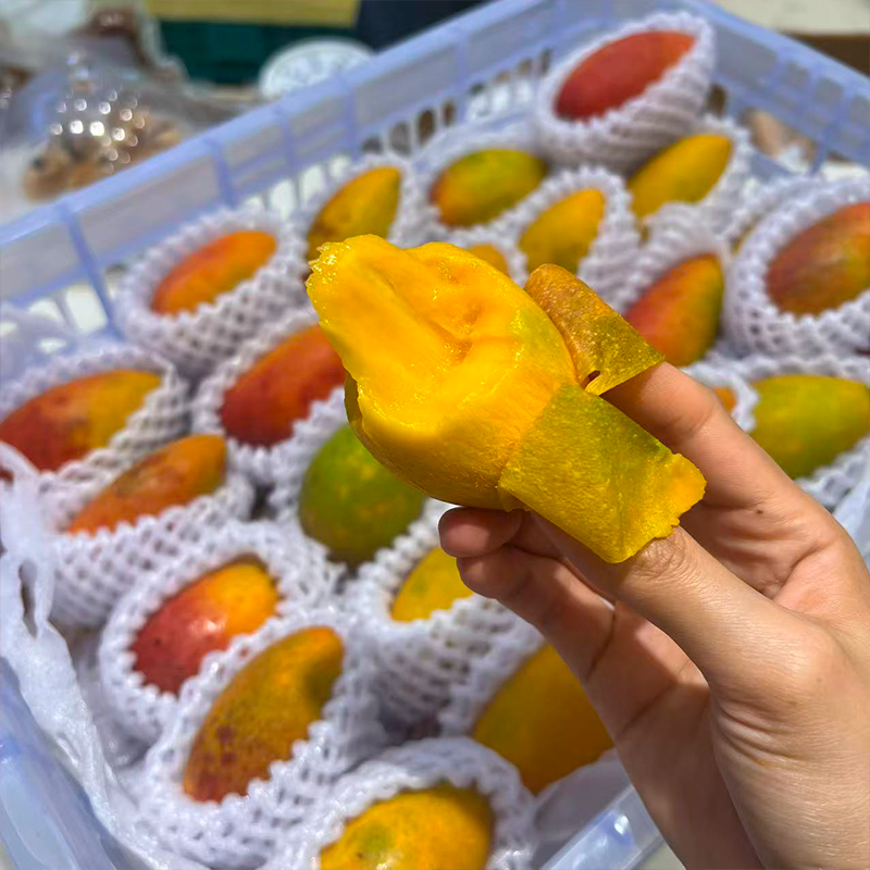 海南树熟贵妃芒 芒果