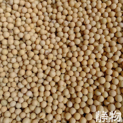 有机豆浆粉25g*10条/盒｜黑龙江绥化 商品图2
