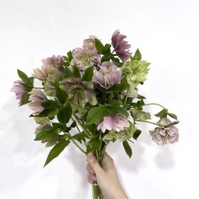 4月2日菟葵-重瓣粉 Bicolor Pink Ellen Pink 40cm-10支