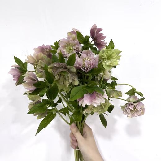 4月2日菟葵-重瓣粉 Bicolor Pink Ellen Pink 40cm-10支 商品图0