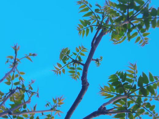 野生头茬香椿 200g 商品图2