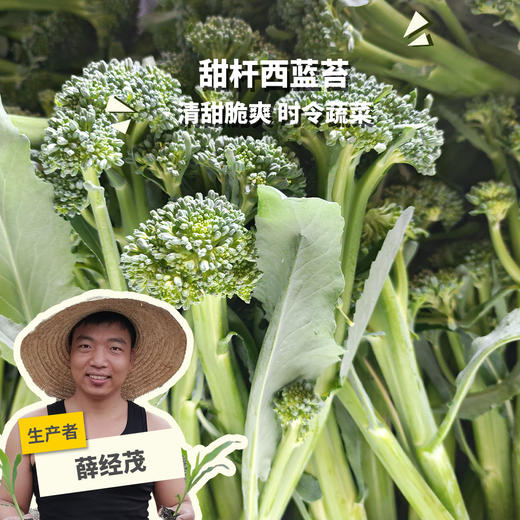 生态西蓝苔（福建） | 合作生产*  Eco-broccolini| Partner Production 商品图0