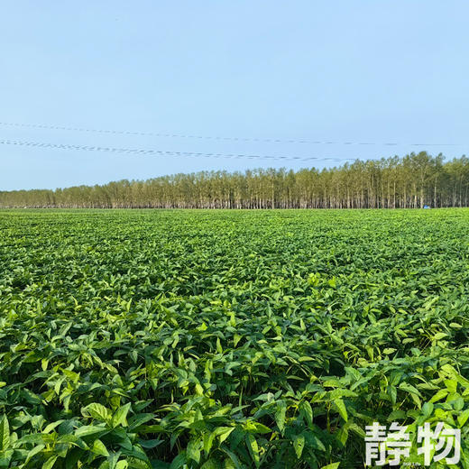 有机豆浆粉25g*10条/盒｜黑龙江绥化 商品图4