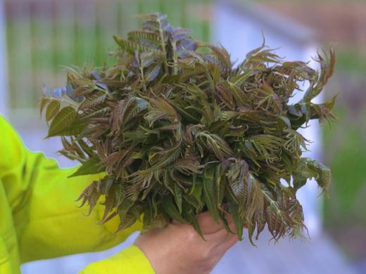 野生头茬香椿 200g 商品图1