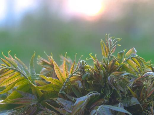 野生头茬香椿 200g 商品图0