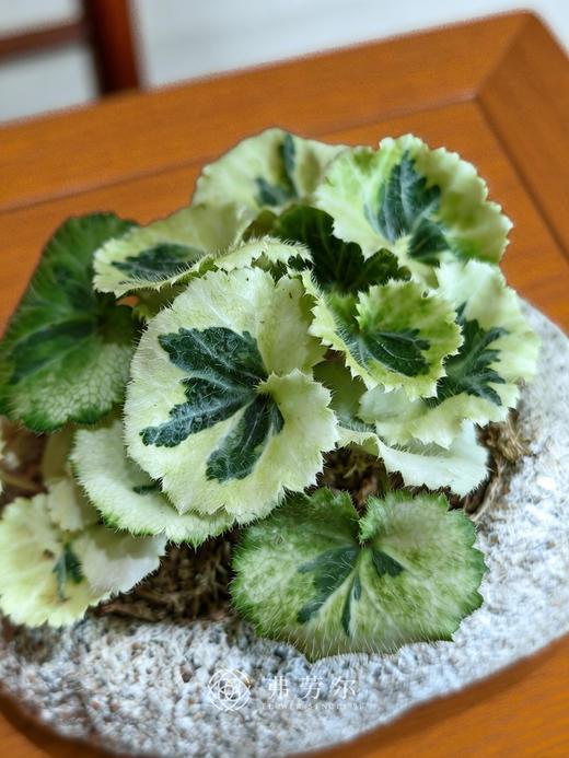 虎耳草米白盆 商品图2