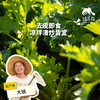 生态西芹（芹菜） | 绿家自产*Eco-celery | Self-production 商品缩略图0