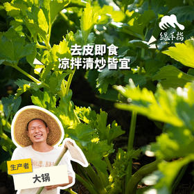 生态西芹（芹菜） | 绿家自产*Eco-celery | Self-production