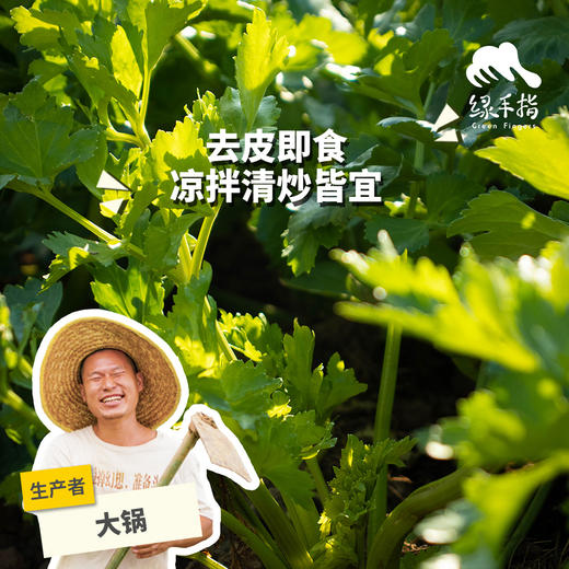 生态西芹（芹菜） | 绿家自产*Eco-celery | Self-production 商品图0