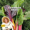 生态莙荙菜 | 绿家自产*ecological Swiss chard | Self-production 商品缩略图0