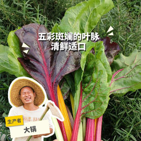 生态莙荙菜 | 绿家自产*ecological Swiss chard | Self-production
