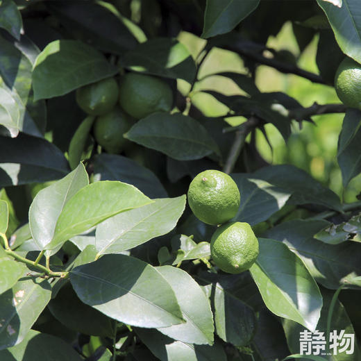 富硒有机柠檬500g｜重庆江津 商品图1