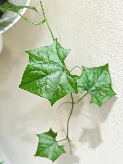 白盆睡布袋 商品图2