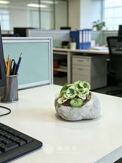 虎耳草米白盆 商品图1