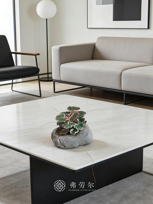 虎耳草灰盆 商品图0