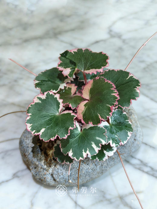 虎耳草灰盆 商品图2