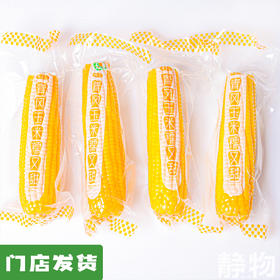 有机富硒糯玉米2穗/袋 500g+｜黑龙江青冈县