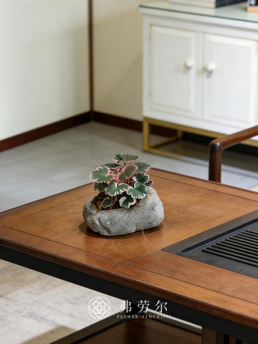 虎耳草灰盆 商品图1