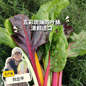 生态莙荙菜 | 绿家自产*Ecological Swiss chard | In-House Production