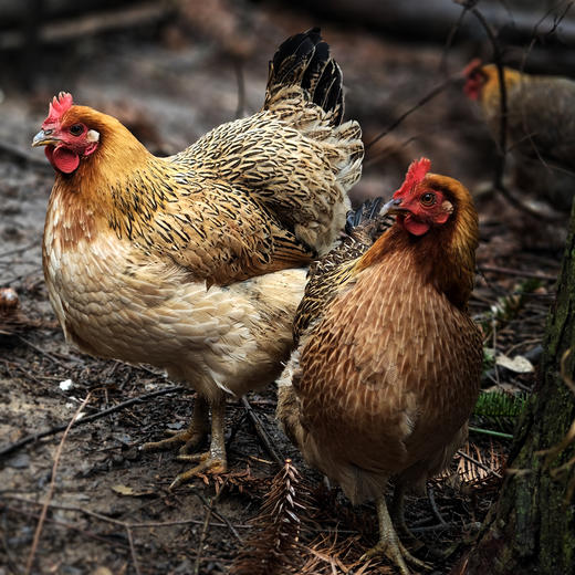 桂柳~山水鸡(净膛1.8斤及以上) 商品图0