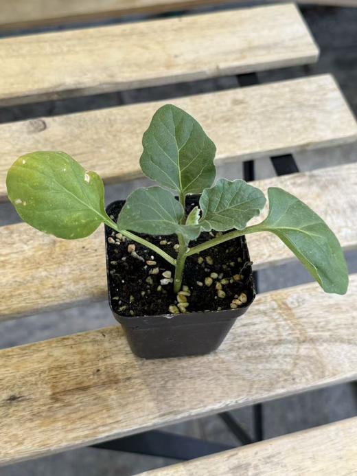 JF 花茄苗儿🍆 商品图0