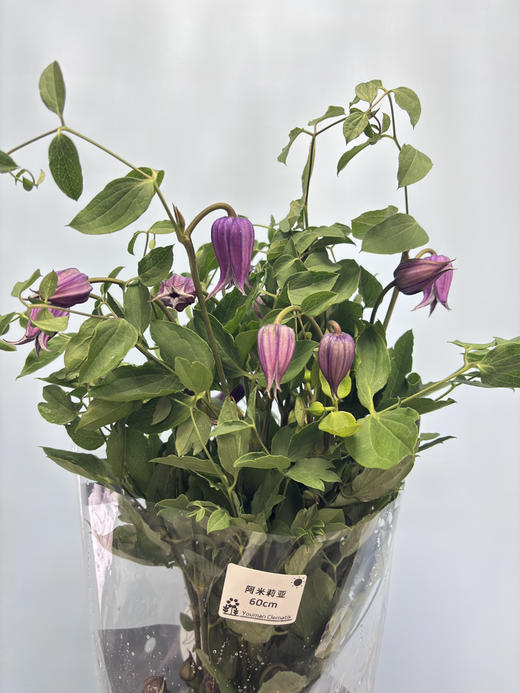 【稀少色系】国产铁线莲 约 10枝/扎  多色可选 商品图13