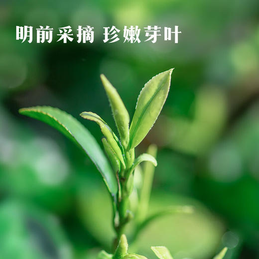 马到成功5星·特级明前龙井216g 商品图4