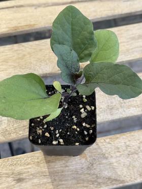 JF 烧烤茄苗儿🍆