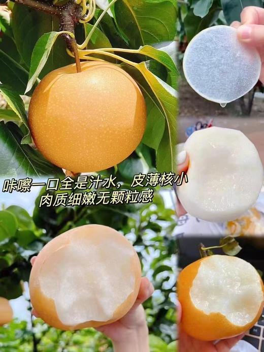 【社群团购】秋月梨【约4斤】【周五送货到家】BJ 商品图1