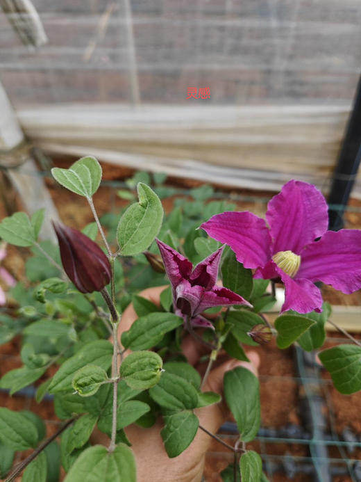 【稀少色系】国产铁线莲 约 10枝/扎  多色可选 商品图3