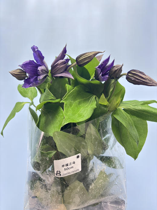 【稀少色系】国产铁线莲 约 10枝/扎  多色可选 商品图10