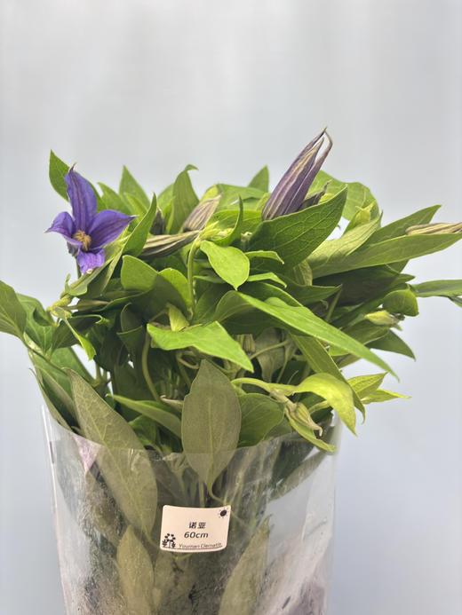 【稀少色系】国产铁线莲 约 10枝/扎  多色可选 商品图7